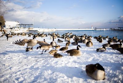 Flock of birds in the lake during winter