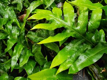 Full frame shot of wet plants