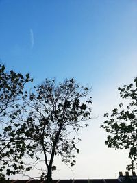 Low angle view of tree against clear sky