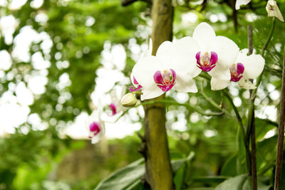 Close-up of pink flowering plant