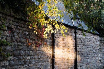 Close-up of ivy on wall