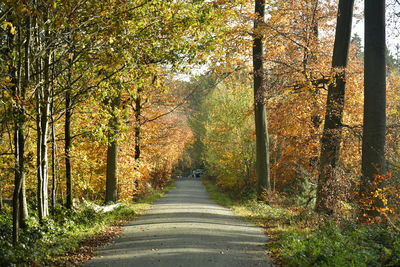 Road amidst trees in forest during autumn