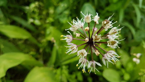 Close-up of blooming plant