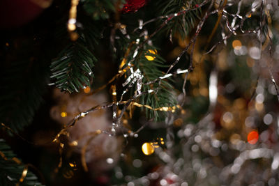 Close-up of water drops on tree