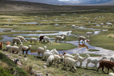 Alpacas on the highlands in peru