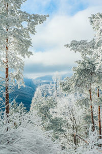 Close-up of snow covered trees against sky