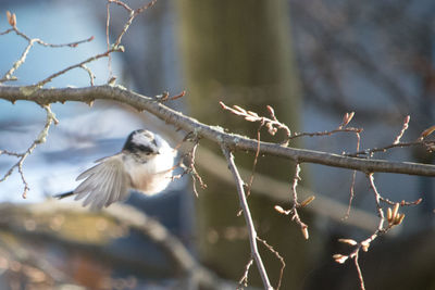 Close-up of bird perching on tree against sky, long-tailed tit in the spring sun