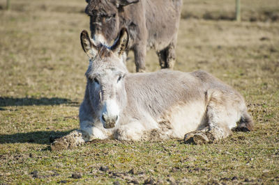 Close-up of sheep on field