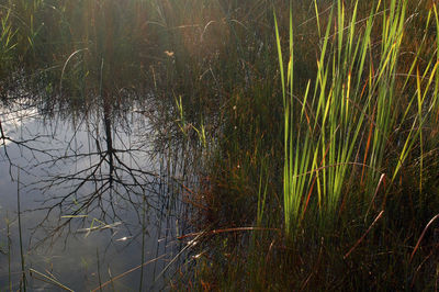 Scenic view of lake