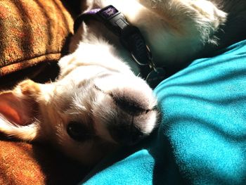 Close-up of dog sleeping on bed