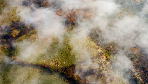 High angle view of plants in forest