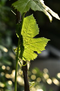 Close-up of green leaves