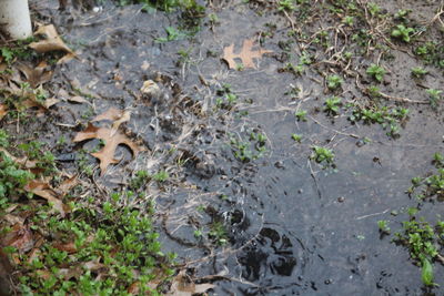 Close-up of plants growing on field