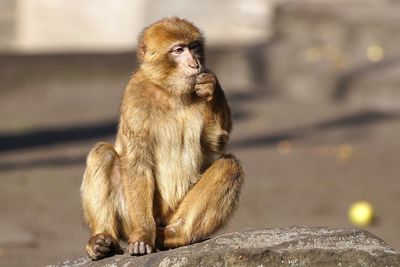 Close-up of monkey sitting on rock