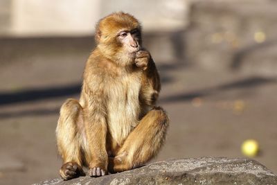 Monkey sitting on rock at tierpark berlin zoo