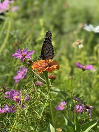 Butterfly pollinating on pink flower