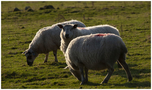 Sheep grazing in a field
