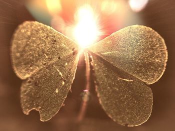 Close-up of plant growing on pebbles