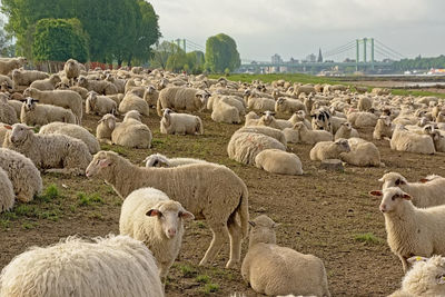 View of sheep on field