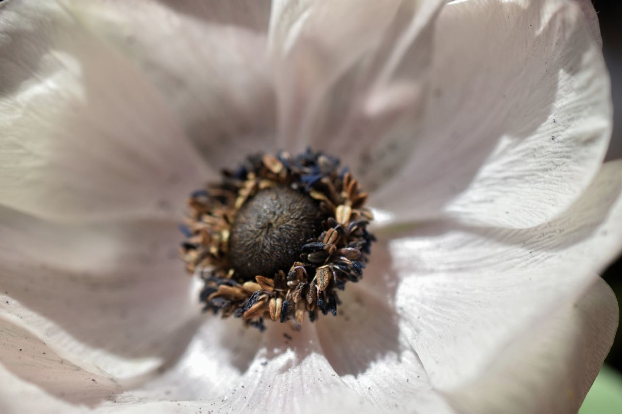 Flower Head Flower Petal Pollen Macro Close-up Plant Stamen Pistil Blossom Focus Botany