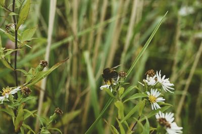 Close-up of bee pollinating on white flower