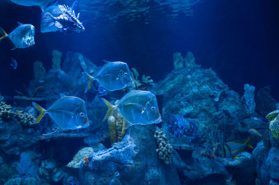 Fish swimming in sea