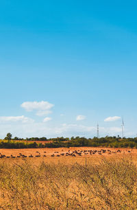 Scenic view of agricultural field against blue sky