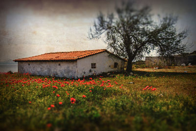 Red flowers on field by house against sky