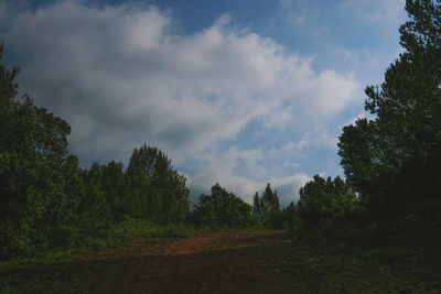 Panoramic view of trees on landscape against sky