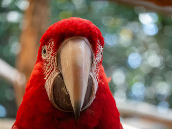 Close-up of a bird