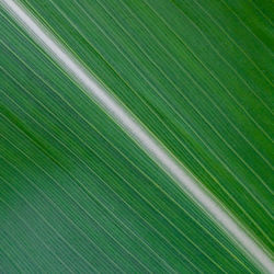 Full frame shot of palm leaves