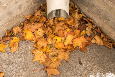 High angle view of maple leaves on street