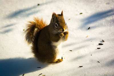 View of squirrel on snow