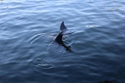 High angle view of bird swimming in sea