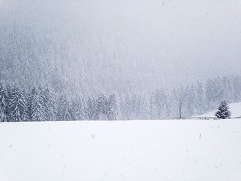 Bare trees on snow covered landscape