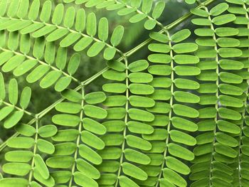 Full frame shot of green leaves