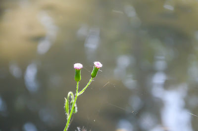 Close-up of flowers blooming outdoors