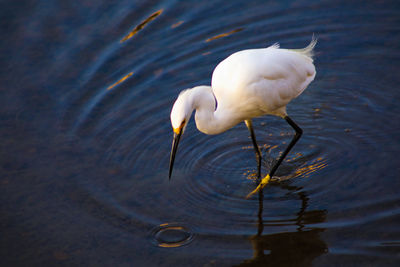 Bird in venice beach canals