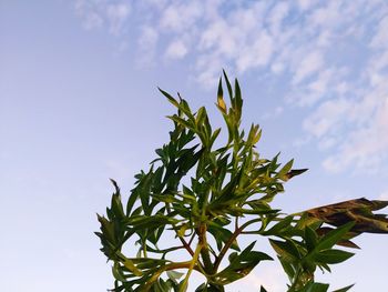 Low angle view of plant against sky