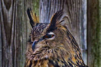 Close-up of a bird