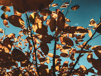 Low angle view of autumnal tree against sky