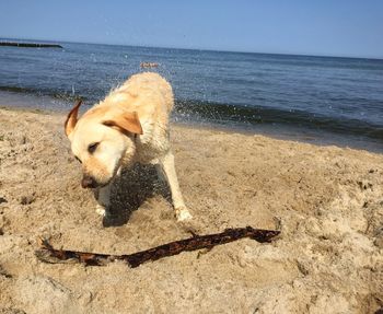 Dog standing on beach