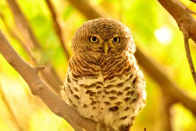 Close-up of owl perching on branch