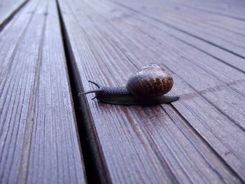 Close-up of snail on wooden table