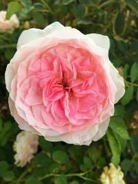 Close-up of pink flower blooming outdoors