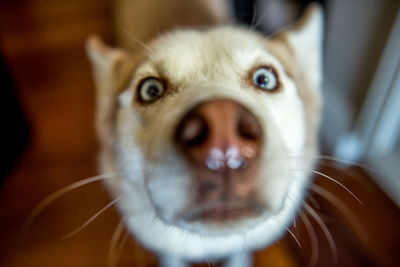 Close-up portrait of dog