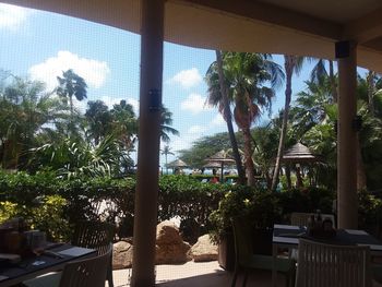 Palm trees by swimming pool against window