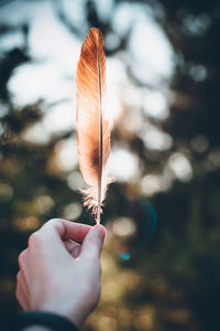 Close-up of hand holding feather during autumn