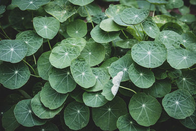 High angle view of raindrops on leaves