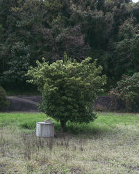 Trees and plants on field